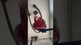 Mickey the galah enjoying his shower this morning #parrot #galah #birdshower #parrotshower