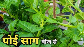 How to grow Malabar Spinach/Poi  at Home || पोइ साग को घर पर बीज से उगाओ