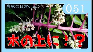 【閲覧注意!!】木の上にあの害虫が！？まさか！？　ｂｙ園芸チャンネル　051