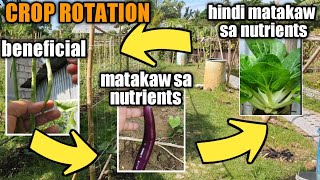 BENEFITS NG PAGPAPALIT PALIT NG TANIM | Paano mag Crop Rotation