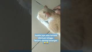 malam minggu dirumah aja #shorts #malamminggu #kucingkampungkeren #kucing #fyp #jomblo