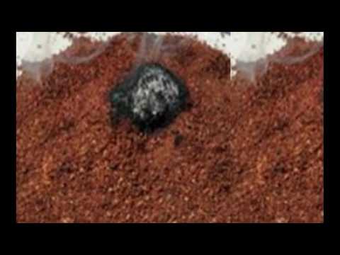 How Burning Coffee Grounds Keep You Away From Mosquitoes - What & How How Burning Coffee Grounds Keep You Away From Mosquitoes - What & How