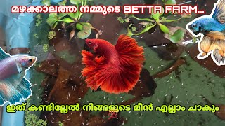 മഴക്കാലത്തു നിങ്ങളുടെ മീൻ ചത്തു പോകാൻ കാരണം ഇത് മാത്രം /ഇത് കണ്ടില്ലേൽ നിങ്ങൾക് നഷ്ടം മാത്രം 💯