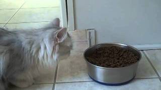 Kaerik RagaMuffin Cat's Strange Way to Eat Dry Food.mp4