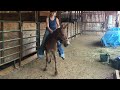 258- 15 yr old 13.2HH sorrel John mule $600 Deadline 8/9/24