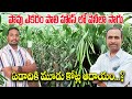 వెనీలా సాగు తో కోట్లల్లో ఆదాయం | Most Expensive Spice Vanilla Farming | AgriTech Telugu