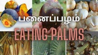 Eating Palms | Palms baked in the fire |பனைப்பழம் சாப்பிடுதல் | பனைப்பழம் தீயில் சுடுதல் |