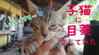 南国の子猫に目薬さしてみた【生後１ヶ月半】 Eye Drops to Kittens in Truk lagoon Chuuk