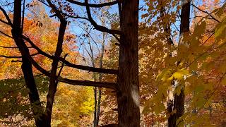 Want to see what it’s like to Walk in The  Canadian Forest ?Autumn - Forest Sounds, Birds Singing