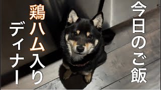 【豆柴】 好きな物は最初に食べる派の子犬