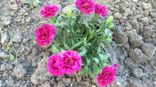 Carnation,clove pink flower Dianthus caryophyllus  Kerti Szegfű virág