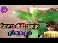 How to grow mango plant in pot||gardening ideas for home||Indoor growing.