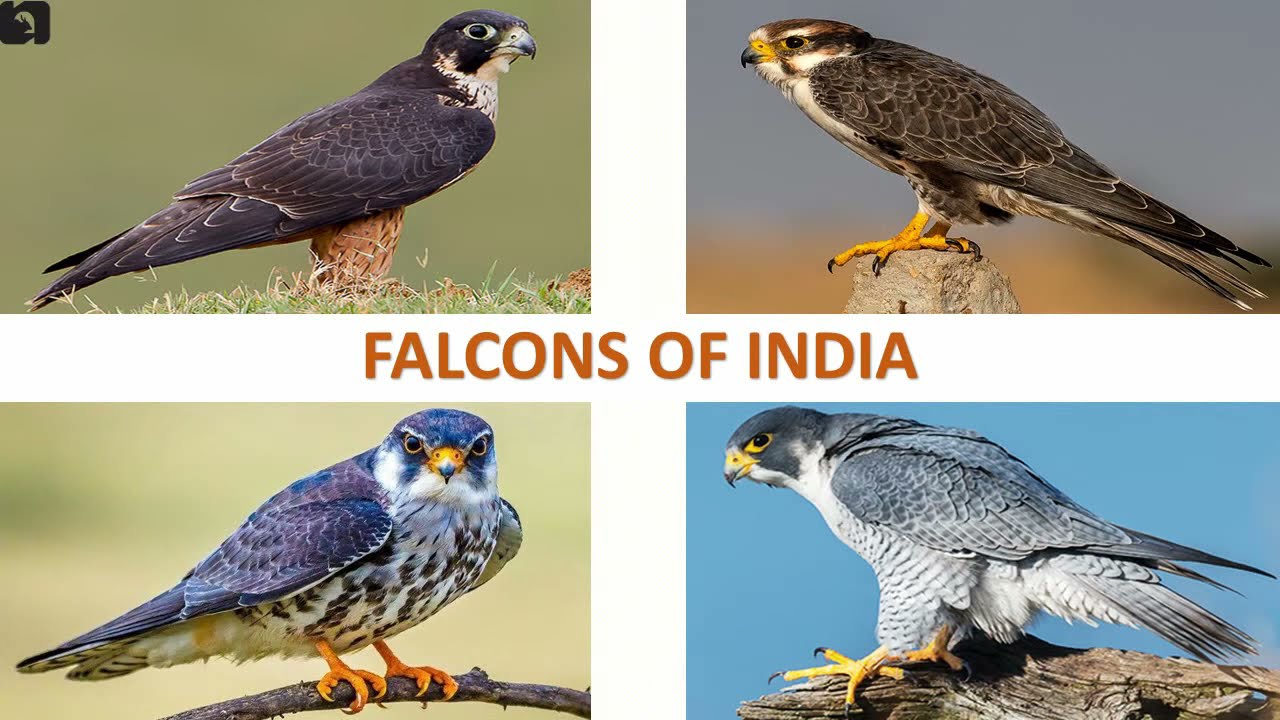 Falcons Of India рџ рџ і Raptors Indian Birds Youtube