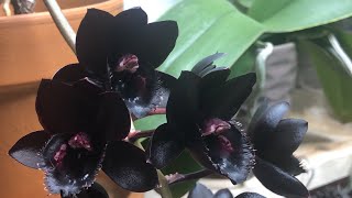 Orquídea negra floración completa