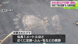 「バキバキ」という音とともに木から落ちるクマを目撃　札幌市南区