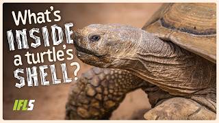 What Is Inside A Turtle's Shell?