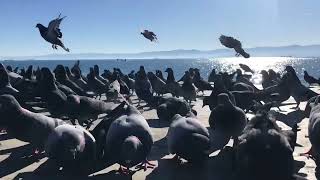 “لحظات ناب زندگی ،پرواز و آزادی “ Pure moments of life, flight, and freedom