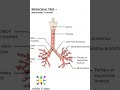 Anatomy Thorax 265 Content of Root of Lung Hilum viva