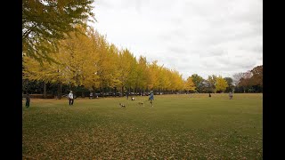 つくば万博記念公園 　2024-11-16