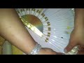 DIY Веер в стиле канзаши