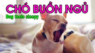 con chó buồn ngủ | dog feels sleepy | #dog #shorts