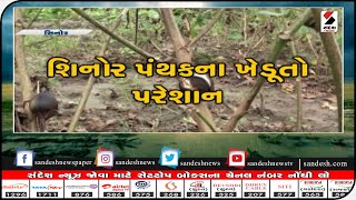 Vadodara : શિનોર પંથકમાં ભારે વરસાદને કારણે એરંડા સહિતના પાક નિષ્ફળ ॥ Sandesh News TV