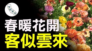 聖地亞哥花田盛開 外州遊客慕名而至