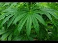 Caller: 'Hey Thom, I'm Going To Try Pot For The First Time!'