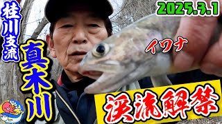 2025.3.1 Makigawa mountain stream fishing season begins [Part 1 of the feeding frenzy] Yamame a...