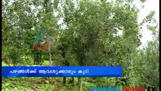 The delicious fruits at Kanthalloor farms: Idukki News: Chuttuvattom  24th July 2013 ചുറ്റുവട്ടം