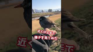 鳥を救出したよ！