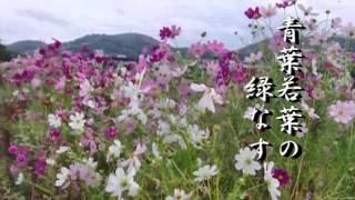 【歌】鏡川叙情歌　【LaLaVoice】 高知 友子