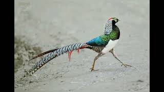 Lady Amherst's pheasant pictures  sound , call and Wings noice @volcanoofbeauty5481