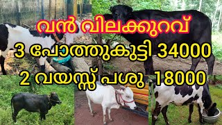 ആദായ വില്പന | 3 പോത്തുകുട്ടി 34000, 2 വയസ്സായ പശു 18000 |