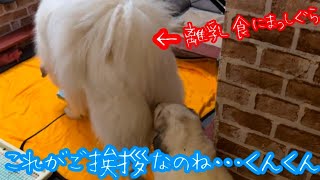 【クチャい？？？】それがリュ先生だよ❣️【Great Pyrenees】