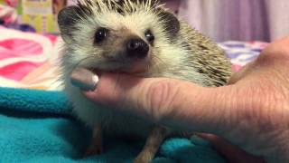 Calming a Hedgehog when he is grumpy! He's still a cutie pie!