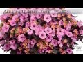 Proven Winners® Gardener Channel: Proven Winners® Supertunia® Vista Bubblegum