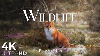 Wild Animals 4K Nature Wildlife Relaxation Film | Meditation Music, Healing Relaxing Music