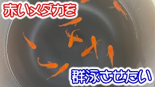 【めだか】ファームで紅帝の群泳を見たいので増やします。Ｂ型おやじ