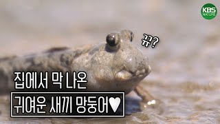 제발 망둥어 귀여운 거 세상 사람들이 알게 해주세요ㅠㅠㅣKBS 221210 방송