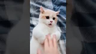 Funniest Cats and Dogs 🐱   Funny Animal Videos #01