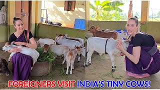 Foreigners Visit India’s Tiny Cows! #miniature #trending #minicows #yt #youtube #sanatanadharma