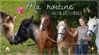 MA ROUTINE AUX ÉCURIES AVEC MES CHEVAUX 🐴 🏡🌾