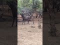 male sambar deer 🦌🦌 ranthambore national park 🏞️🌄