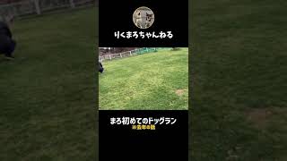 【ドッグラン】子犬の初めてのドッグラン〜My first dog run〜 #shorts