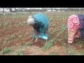 sesame cultivation