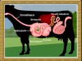 Life Process:-Digestion in Ruminants-07