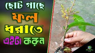 প্রথম থেকে ফল পেতে এইটা করুন ||চারা গাছে ফল ধরাতে এই ভাবে চারা তৈরি করুন ||NATUREfarm