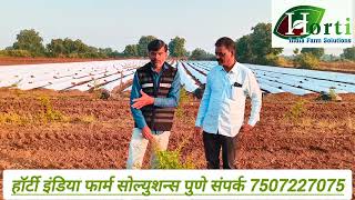 #शरदकिंग अनार प्लांटेशन गुजरात #sharadking Anar Plantation Gujarat Horti india Farm Solutions