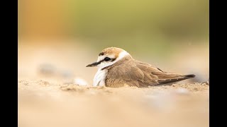 Kentish plover at the nest